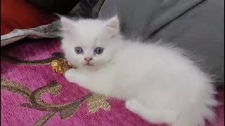 Persian kitten for sale in Delhi ncr  7428876405 [upl. by Cathlene]