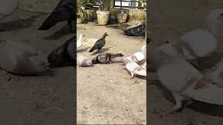 Chhat par ye kya hogya kabutar ke sath pigeon kabootarlovers bird youtubeshorts kabootar pets [upl. by Jew758]