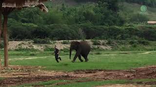 Jogging With Elephant  ElephantNews [upl. by Mars]