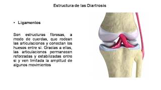 Articulaciones del cuerpo humano Tipos y Caracteristicas Tendones y Ligamentos [upl. by Hafital]