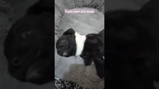 Puppy yawn and sleepy 🐕🐶 dog puppy pets [upl. by Clerc]