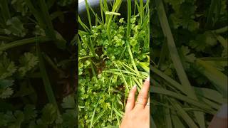 How to grow coriander at home from seed👍 Dhania coriander homegardening [upl. by Sileray982]