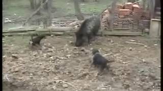 Deutscher Jagdterrier vs Wild boar  terijer sa dsvinjom [upl. by Ketti]