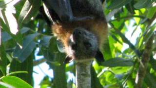 The Greyheaded Flyingfox on 16 October 2007 [upl. by Xer865]