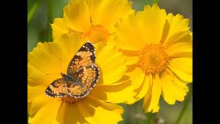 Coreopsis Flower of Hope and Health [upl. by Raynor]