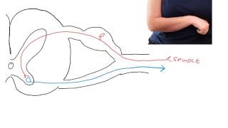 Pathophysiology of spasticity following UMN lesions [upl. by Annyrb]