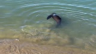 Raw Video Injured Sea Lion At San Francisco Aquatic Park [upl. by Ertnod974]