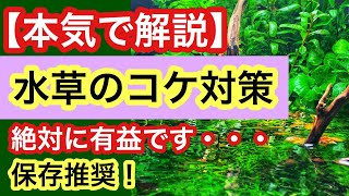 【水草のコケ対策完全版】プロの水草に付くコケの除去方法をすべて公開します [upl. by Pump204]