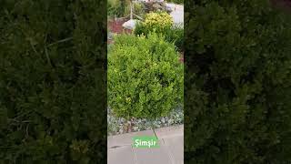 AĞAÇLARIMIZ4 Şimşir Buxus sempervirens [upl. by Erdna]