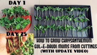 How to Grow ChrysanthemumGulEDaudiMums from CuttingsFast N Easy With Update Video [upl. by Haisej]