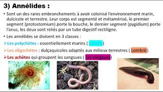 Biologie animale  Les métazoaires Triploblastiques  PlathelminthesNémathelminthesAnnélides [upl. by Heda]