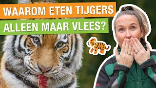 WAAROM POEPEN TIJGERS IN HET WATER 💩  ZO ZWAAR WORDEN TIJGERS 🐅  Carlijns Dierenvraag 74 [upl. by Oxford975]