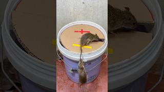 Mouse trap tips at homebest mouse trap rattrap rat [upl. by Silirama70]