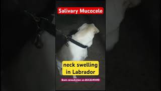 Neck Swelling in Labrador Dog Salivary MucoceleSialocele [upl. by Payson693]