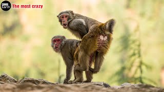 Top 6 Animals with the most crazy Mating  wild animals  ATP Earth [upl. by Samuele]