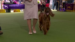 Setters Irish  Breed Judging 2023 [upl. by Krenn]