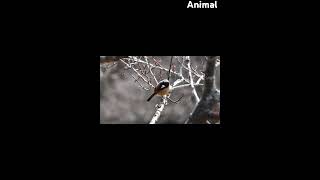 bird daurian redstart in forest winter session from temperate Asia adventures animal nuture [upl. by Efeek]