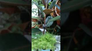 Marcotted Black Prince Rubber Tree  Miss Mary Cris rubbertree marcot airlayer plants garden [upl. by Aitahs942]