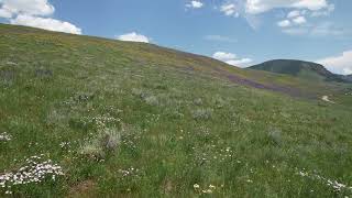 Crested Butte Wildflowers [upl. by Lizzy]