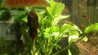 Ancistrus Mal  Catfish eating watermelon in aquarium [upl. by Sholeen]