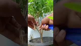 Make seedlings from tree branches with water [upl. by Nylyrehc836]