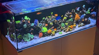 6 Month Waterbox 654 Update Coral growth amp Fish update [upl. by Ajak]