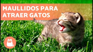 SONIDOS para que tu GATO VENGA 📣🐈 Maullidos para ATRAER a tu GATO cuando se ESCONDA [upl. by Latoye330]