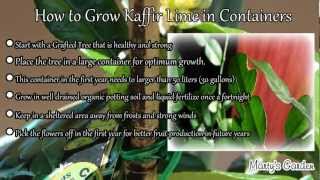 How to Grow Kaffir Lime Trees in Containers [upl. by Haroved322]