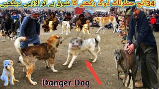 Turkish kangal and Afghani kochi dogs 🐕 Setup  Alabai Bakarwal dog kohati gultair  Pk Animals [upl. by Icat778]