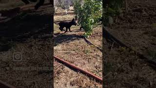 USA BLACK GSD GERMAN SHEPHERD PUPPIES [upl. by Yema421]