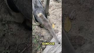 Unbelievable The Anteaters Insane Tongue Can Capture 35000 Ants in a Day [upl. by Weisburgh]