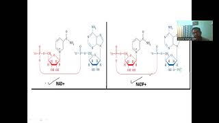 Nicotinamide adenine dinucleotidephosphate as cofactor cofactors biochemistry [upl. by Alverson]