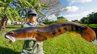 Most INVASIVE FISH in FloridaCatch Clean Cook Bullseye Snakehead [upl. by Ylrebmik]