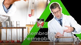 Membrane Permeability Beetroot  BIology Alevel Practical [upl. by Darwin]