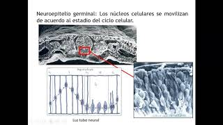 Histología CBCC5  T19b  Desarrollo del Sistema Nervioso parte 2 Histogénesis [upl. by Nymrak805]