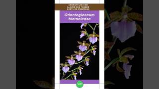 Odontoglossum orquideas orchid shorts [upl. by Mahgirb]