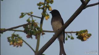 Call of White billed drongo birds nature best [upl. by Leonsis712]