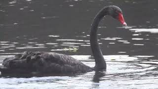 A Black Swan event at a dam [upl. by Nace]