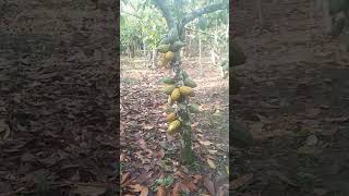 Cocoa plant in bundibugyo uganda [upl. by Nasah]