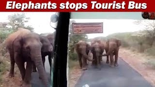 Elephants Attacks government Bus  பயணிகள் பேருந்தை தாக்க முயன்ற யானைகள்  IBC Tamil [upl. by Mag]