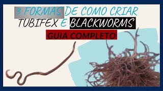 COMO CRIAR TUBIFEX  BLACKWORMS [upl. by Skill]