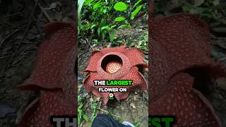 Largest Flower In The World 🤔science rafflesiaarnoldii facts [upl. by Anoid]