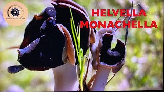 Helvella Monachella Cappelletto Nel Delta del fiume PO [upl. by Aihsein]