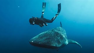 L’Odyssée des monstres marins  Documentaire [upl. by Haleelahk888]