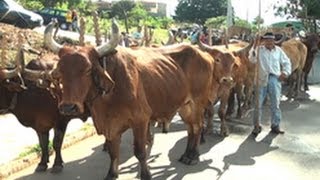 2º Encontro de Carro de Boi da cidade de Alfenas [upl. by Gassman247]