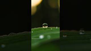 Macro Photography Using Smartphone 🤯🔥 photography shorts youtubeshorts [upl. by Niwhsa]