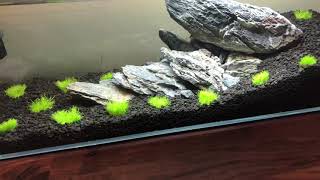 HOW TO GROW Utricularia Graminifolia [upl. by Aneleiram61]