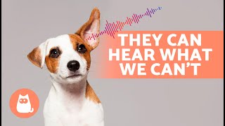 6 SOUNDS That Only DOGS CAN HEAR 🐶🔊 [upl. by Bach]