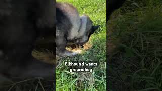 Elkhound tries catching woodchuck [upl. by Harmonia13]