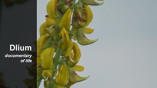 Streaked rattlepod Crotalaria pallida [upl. by Nehcterg]